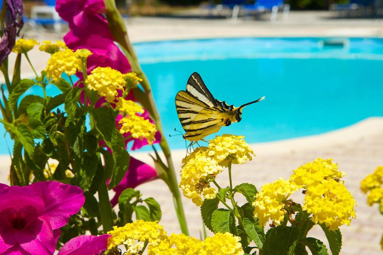 Nikos Studios And Apartments Сами Экстерьер фото